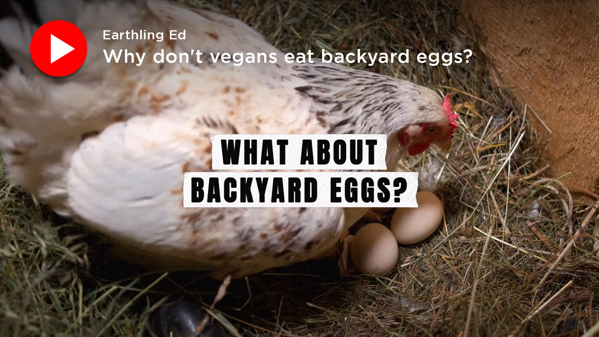 Earthling Ed: Why don't vegans eat backyard eggs?