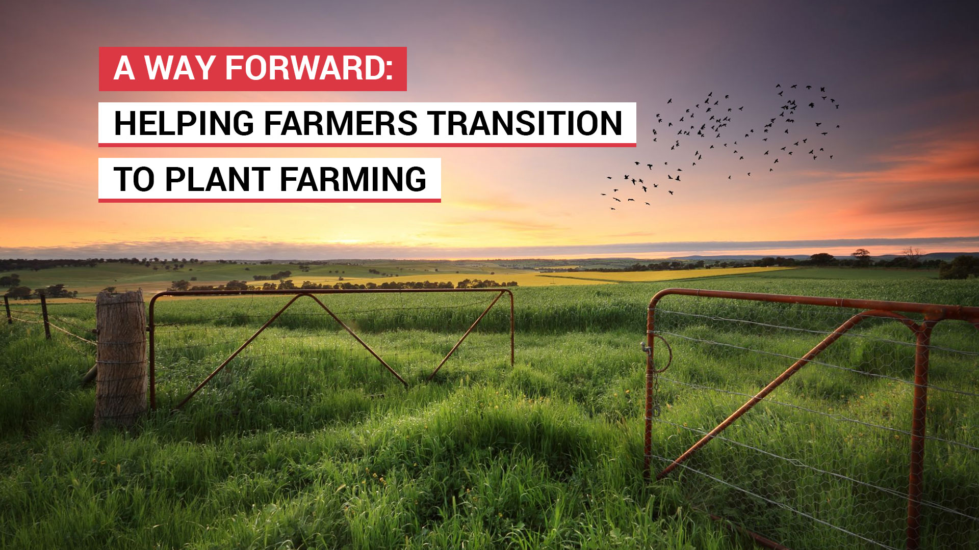 A way forward: Helping farmers transition to plant farming
